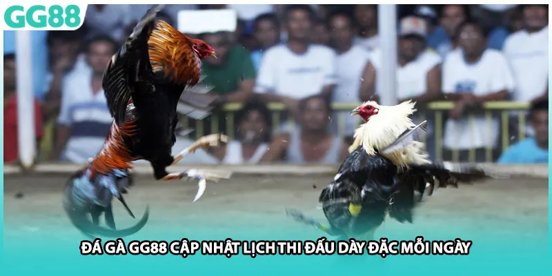 Đá gà GG88 cập nhật lịch thi đấu dày đặc mỗi ngày
