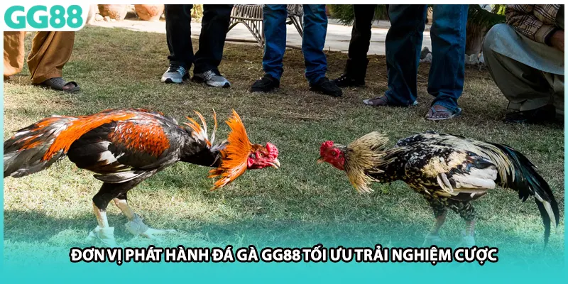 Đơn vị phát hành đá gà GG88 tối ưu trải nghiệm cược