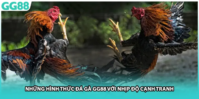 Những hình thức đá gà GG88 với nhịp độ cạnh tranh