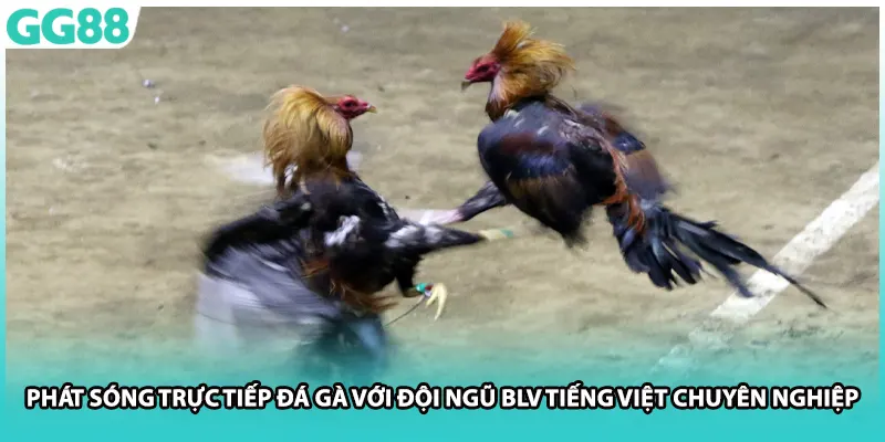 Phát sóng trực tiếp đá gà với đội ngũ BLV tiếng Việt chuyên nghiệp