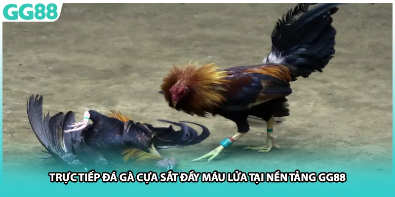 Trực tiếp đá gà cựa sắt đầy máu lửa tại nền tảng GG88